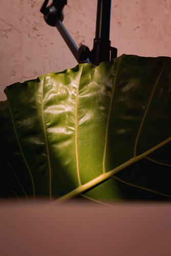 Cuna 58 - image 5