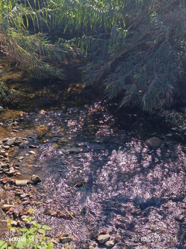 Galamares Nest in Galamares