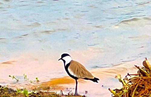 Smick palmisland Beach in Mukono