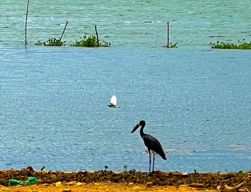 Smick palmisland Beach in Mukono