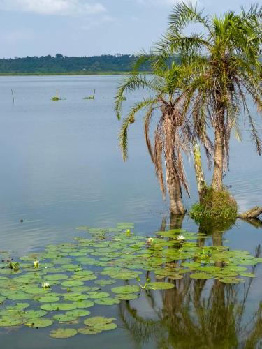 Smick palmisland Beach in Mukono