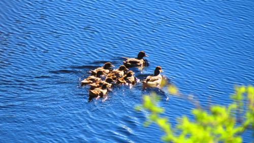 洛杉安卡雷斯度假村