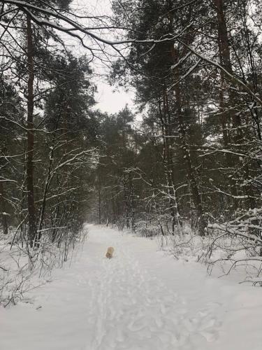 Natuurhuisje Even Niets - image 10