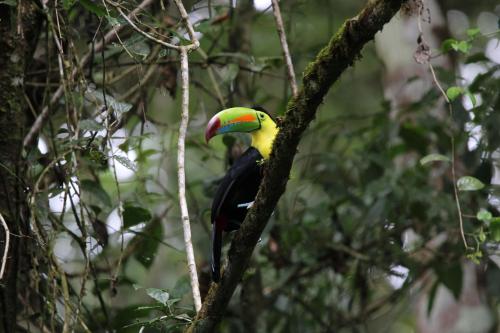 La Fortuna Country House By Chachagua Rainforest