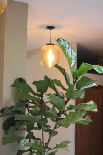 Casa Mestiza - image 5