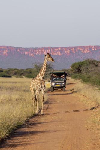 Alrededores, Cheetah View Lodge at Cheetah Conservation Fund in Otjiwarongo