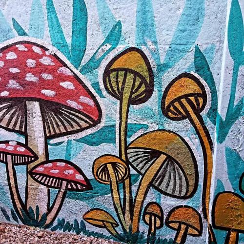 Fungi Hostal in Kojaikve