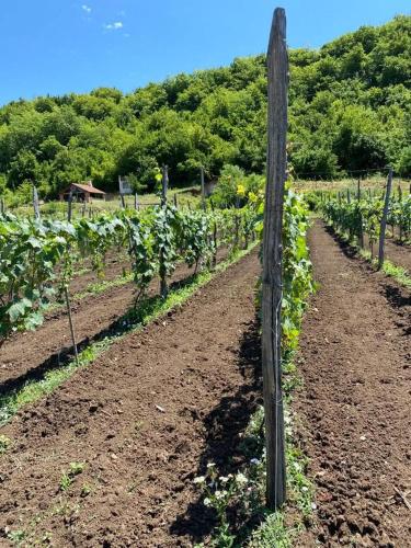 winery and guesthouse makhare in Gogni