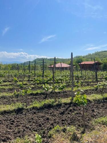 winery and guesthouse makhare in Gogni
