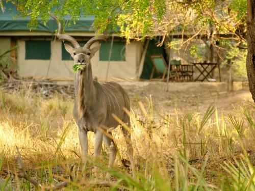 Skats, Lake Manze Camp camp in the heart of Nyerere National Park in Kwangwazi
