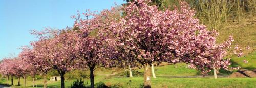 Umgebung, Zur alten Wagnerei in Schönau (Pfalz)
