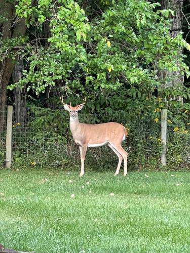 Wandering Whitetail Estate - Indiana Dunes - Valpo U - Pet Friendly in 華爾帕萊索