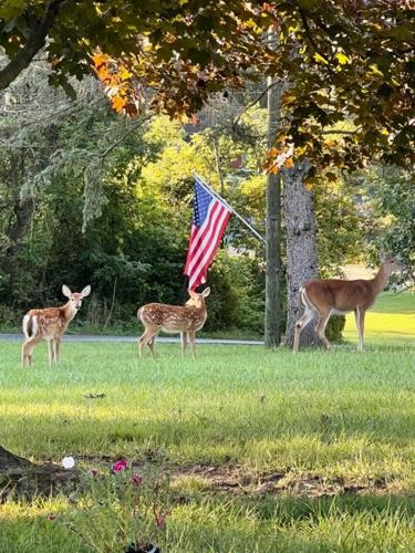 Wandering Whitetail Estate - Indiana Dunes - Valpo U - Pet Friendly in 華爾帕萊索