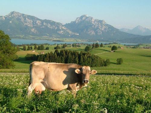 Ferienwohnung-Schlossberg-mit-Bergblick in Hopferau