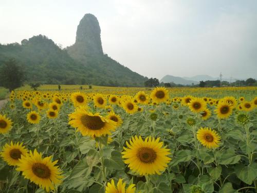 Dintorni, Noom Guesthouse in Lopburi