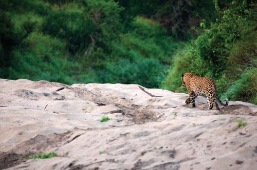 Lion Sands Ivory Lodge