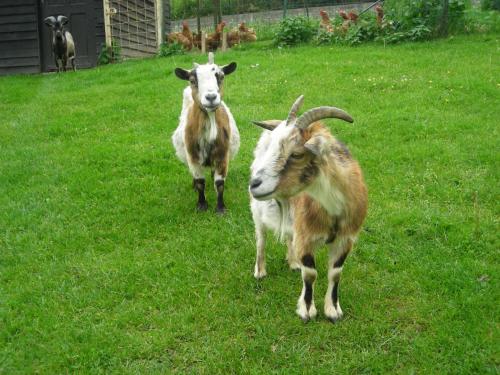 Hotel Burg Hof - image 12