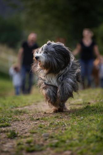Fohlenwies - romantische Berghütte in Alleinlage Osttirol (Fohlenwies - romantische Berghutte in Alleinlage Osttirol) in Assling