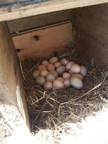 Bed & Breakfast De Koegang - image 7