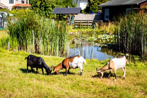 Waldblick Ferienhof Wolschendorf in Triptis