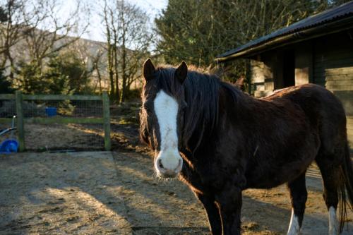 Finest Retreats - Hedd Wen Cottage in Lanlifni