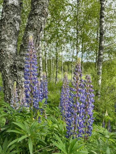 Exterior view, Timeless Home With Nature At Your Doorstep in Arvika