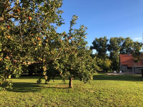 花園, Auszeit Separee am See in 格羅斯克魯茨/哈維爾