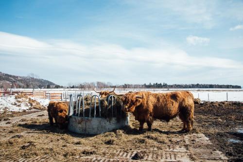 Hôtel & Spa Le Germain Charlevoix - Hotel - Baie-Saint-Paul