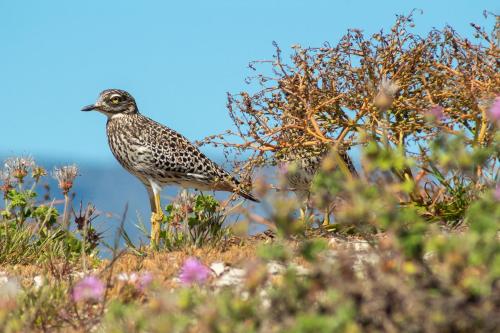 Cape on Popham 21B - image 4