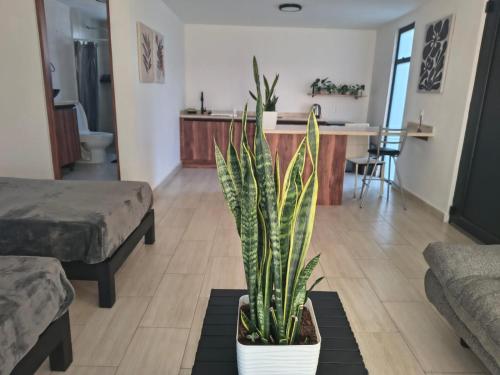 Estudio Lavanda