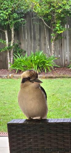 Pogled, Leafy Suburb Oasis with Comfort and Charm in Upper North Shore