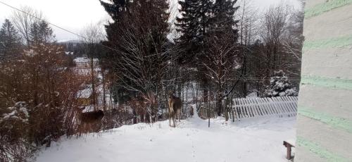 na Słowackiego9m7, Szklarska Poręba (Foto 9)
