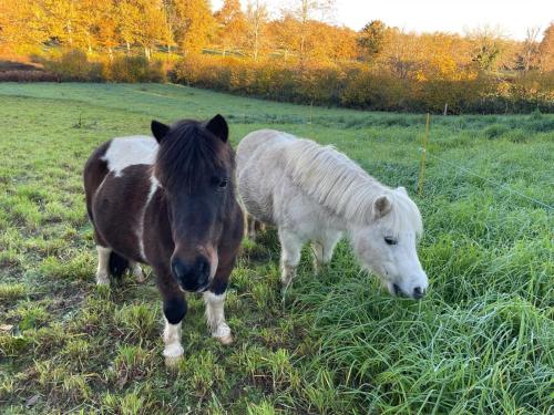 Roue d'escampette Gite d'etape et cycliste - Village vacances pour tous in Chenerailles