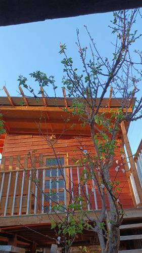 Tree house in the Elqui Valley