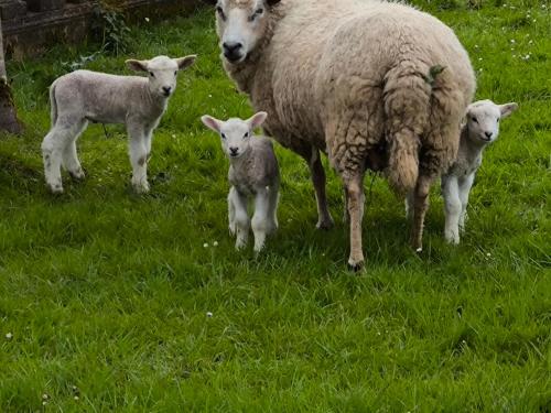 Photo - apartamentos y habitaciones Quinta La Espadaña apartamentos y habitaciones Quinta la Espadaña