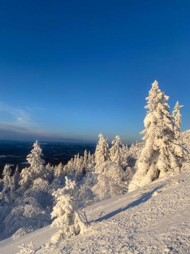 Hogt upp pa fjallet! in Storhagna