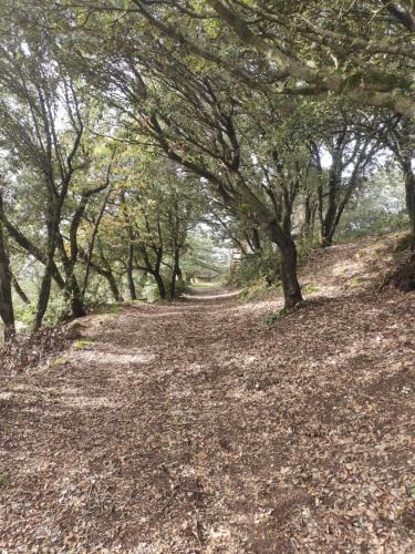 Jardim, Mas MONtornes SILVESTRE in Sant Sadurni D'Osormort