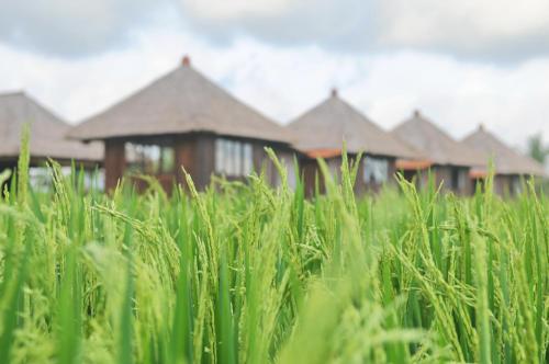 Taman Bintang Villa Ubud – Ubud, CO