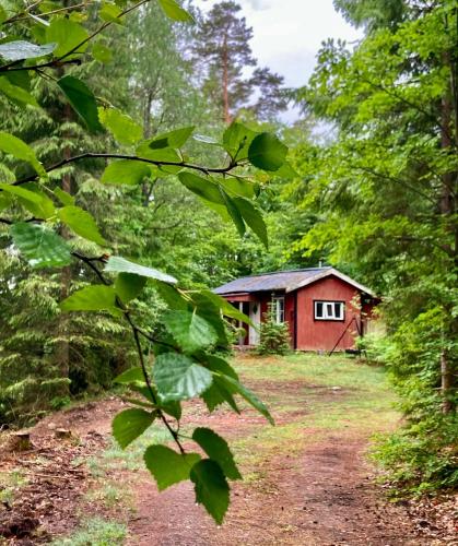 Viesnīcas āriene, Off-Grid Cabin In Your Private Swedish Forest in Bygget