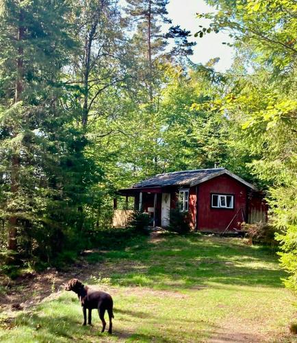 Viesnīcas āriene, Off-Grid Cabin In Your Private Swedish Forest in Bygget