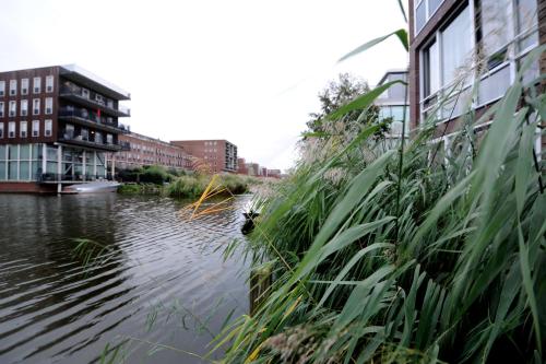 Rieteiland B&B, Amsterdam (foto 9)