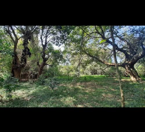 Natures chalet sakleshpura in Byadane
