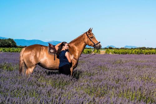 Gîte du Poney Fringant - Location saisonnière - Saint-Paul-Trois-Châteaux