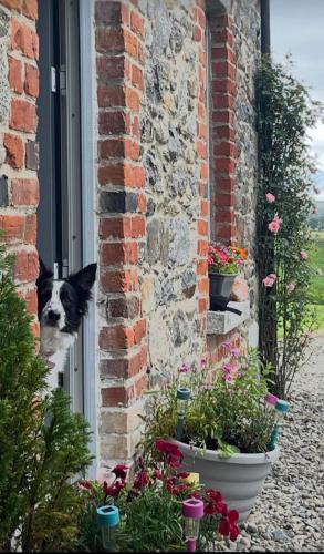 Whitehill Cottage in Ballyroney