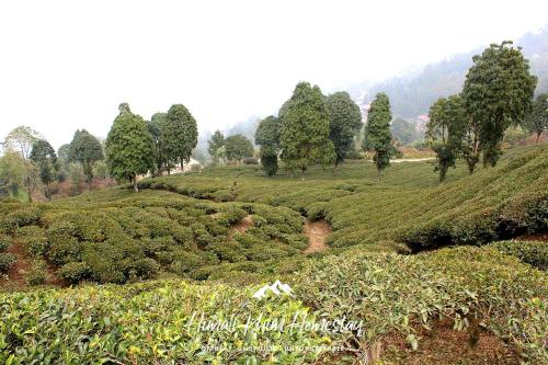 Nearby attraction, Himali Khim Homestay, Sittong, Darjeeling in Lower Mamring Khasmahal