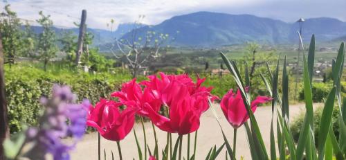 Villa Montis Exclusive Holiday Apartments in Eppan with Spectacular Views of Dolomites and Bolzano Area 3