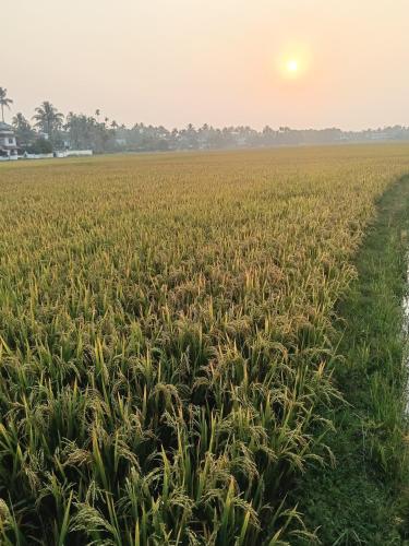 Property near cochin international airport