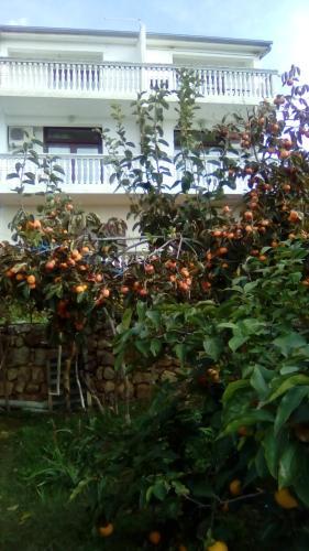  Apartments Marijan in Pakoštane