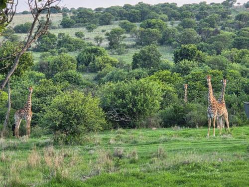 Bundu Camp in Petrus Steyn