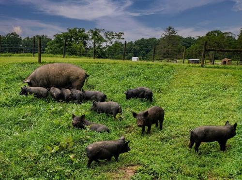 Bison Farm - Cabin "Vieja" in Бостон